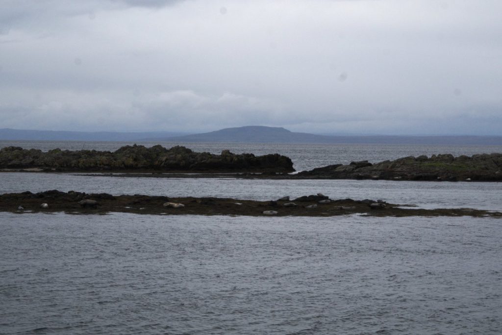 Seehund Kolonie bei Illugastaðir